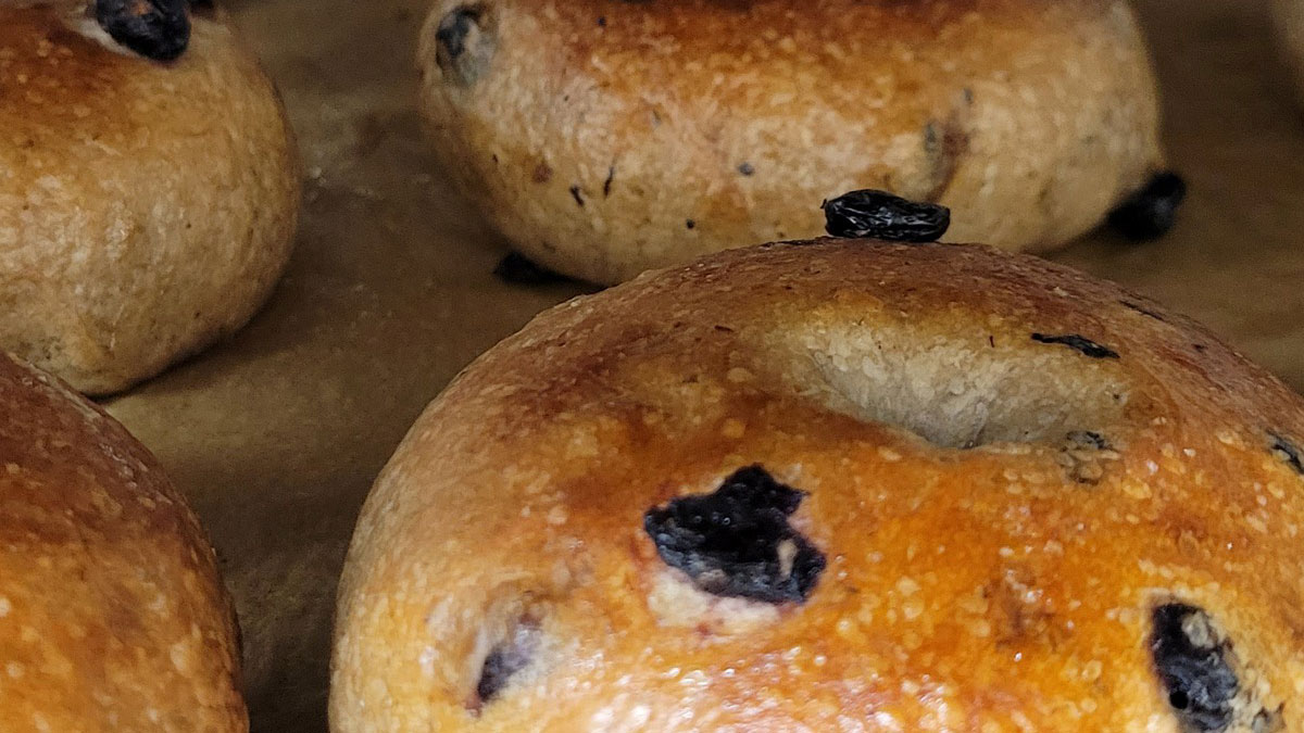 Fresh blueberry bagels from the oven